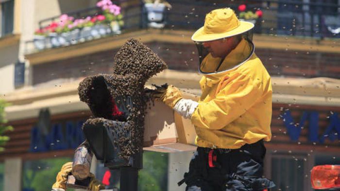 «Bienen erobern die Stadt»